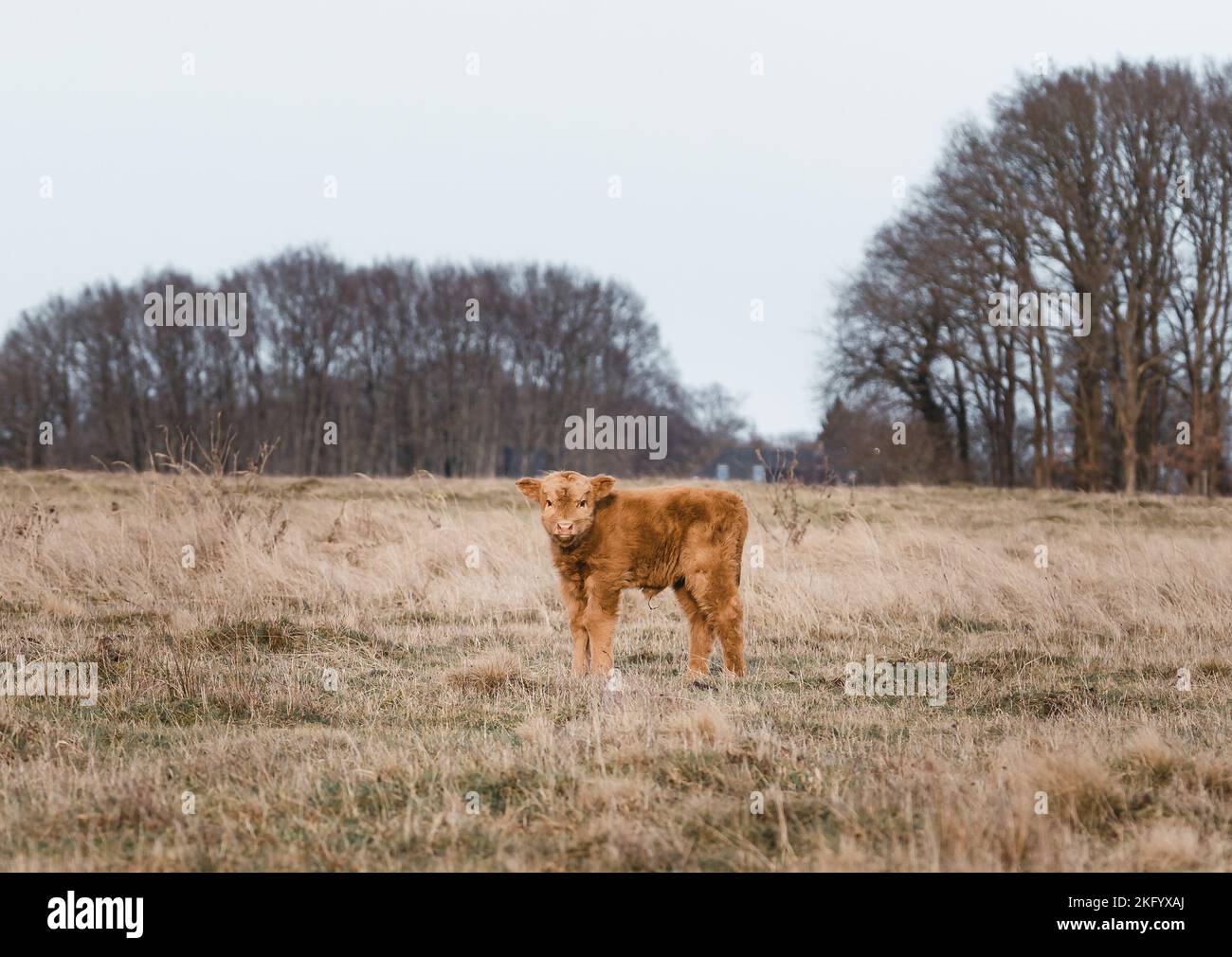Scottish Higlander cute Calf Cattle on a field ecological farm  Stock Photo