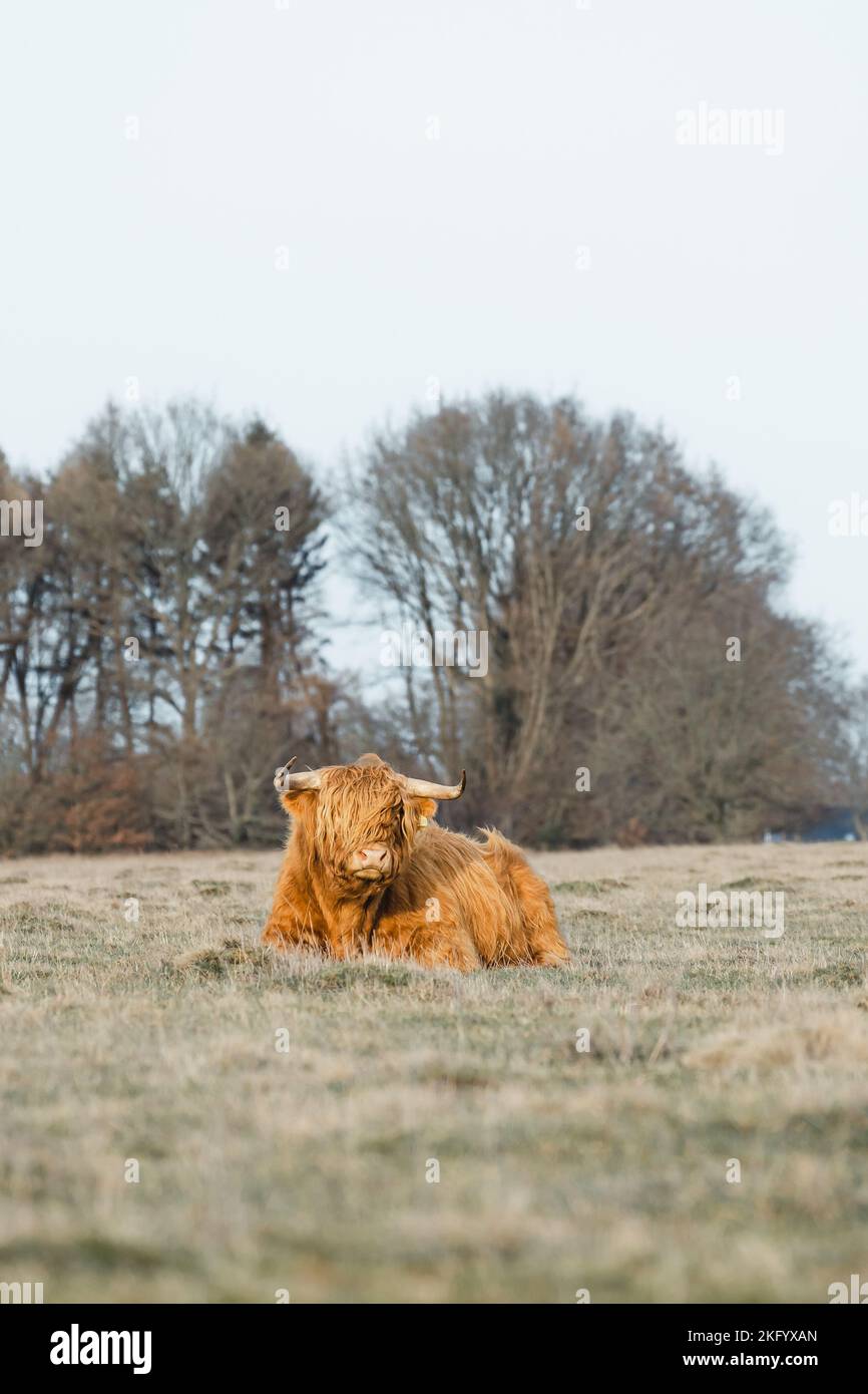 Scottish Higlander Calf Cattle on a field ecological farm  Stock Photo