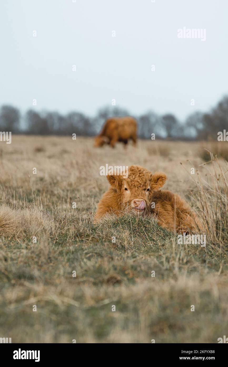 Scottish Higlander cute Calf Cattle on a field ecological farm  Stock Photo