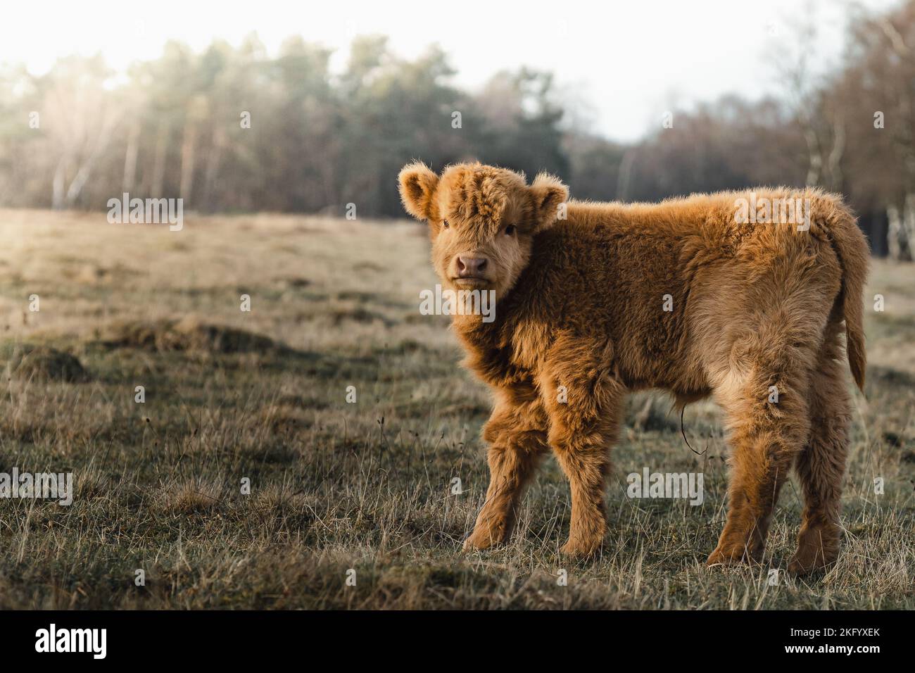 Scottish Higlander cute fluffy Calf Cattle on a field ecological farm  Stock Photo