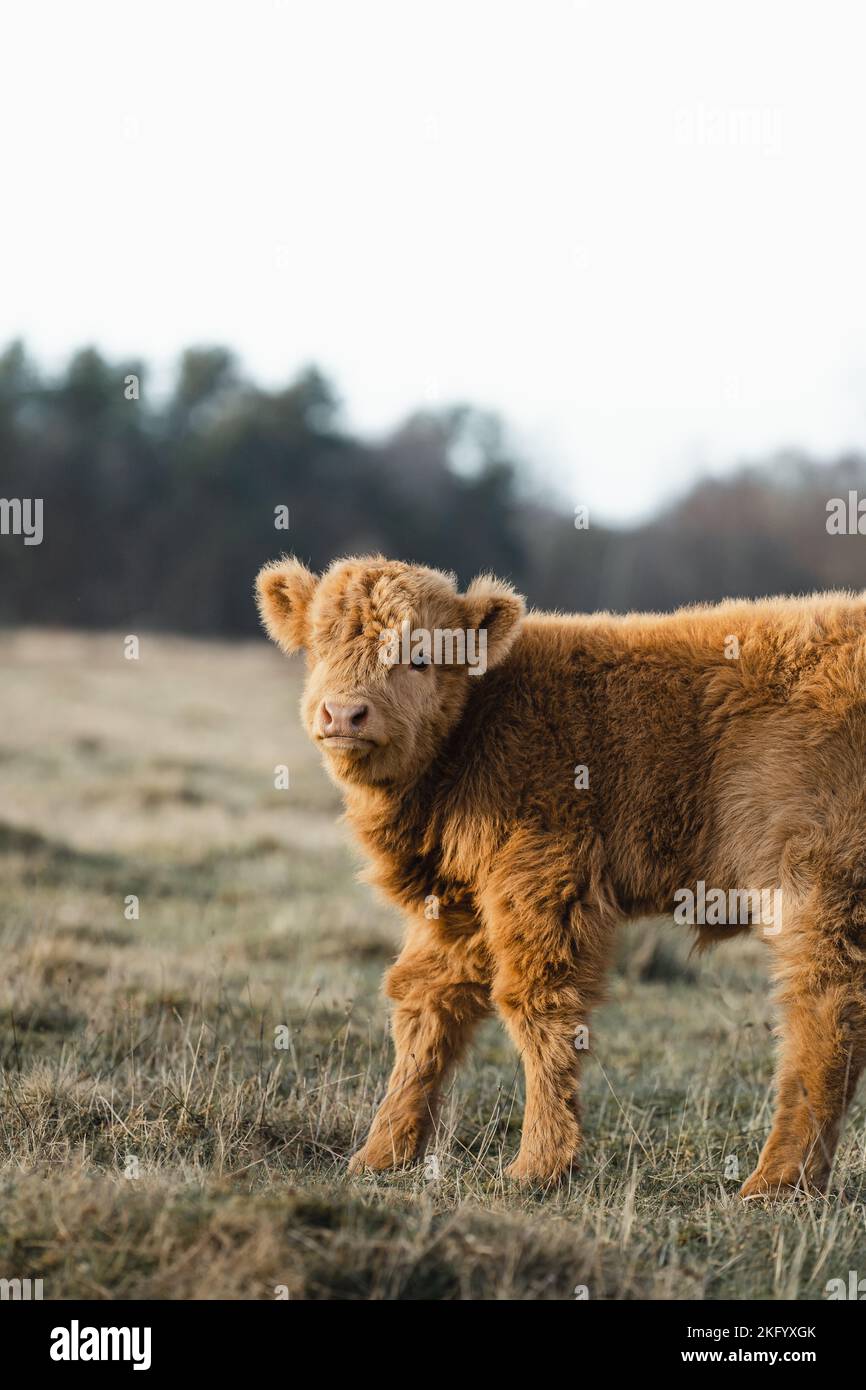 Scottish Higlander baby Calf Cattle on a field ecological farm  Stock Photo