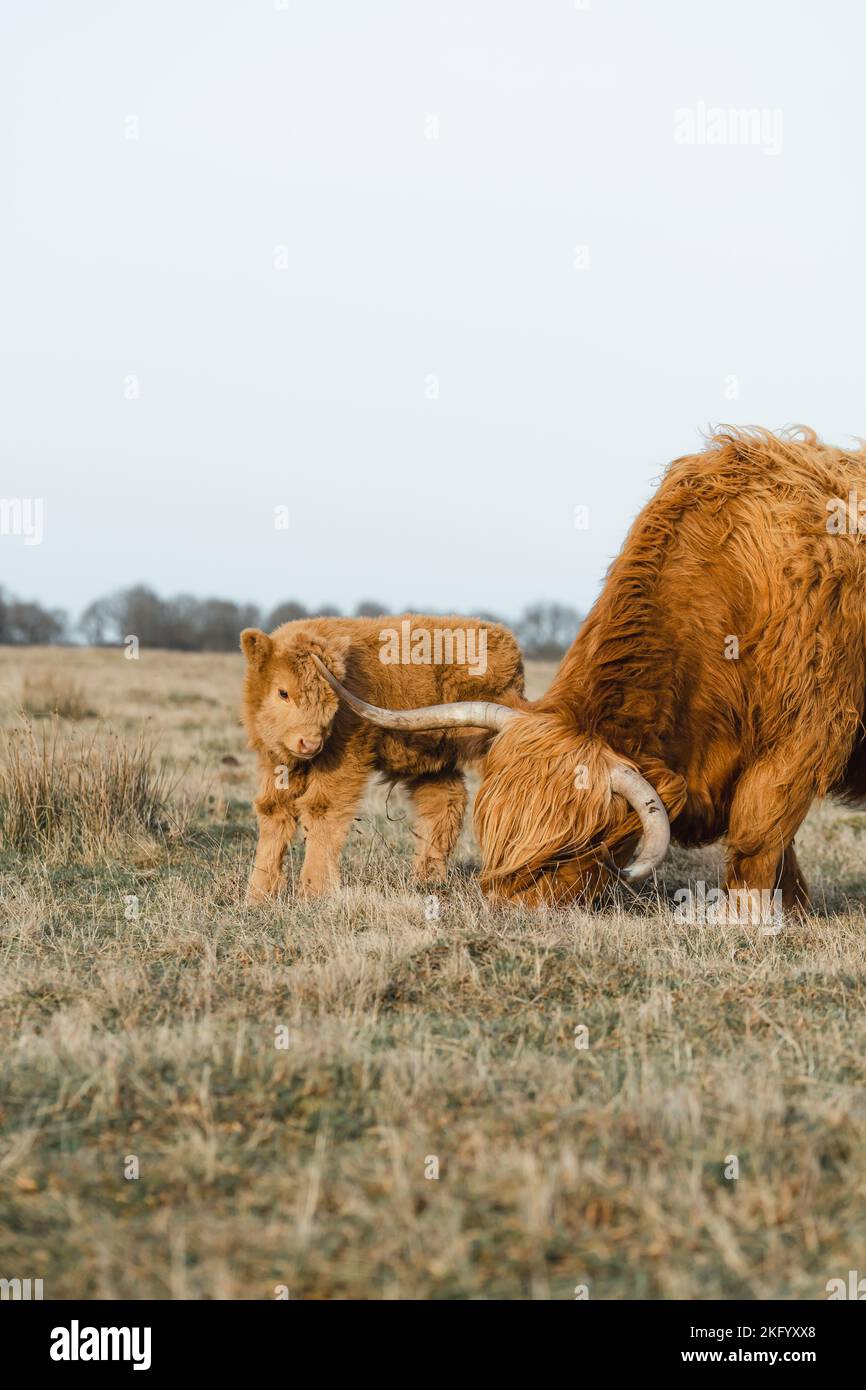 Scottish Higlander mother and Calf Cattle family on a field ecological farm  Stock Photo