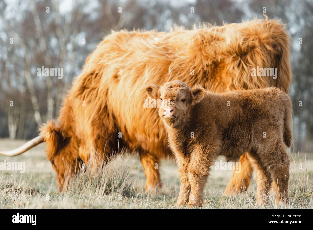 Scottish Higlander Calf Cattle and mother on a field ecological farm  Stock Photo