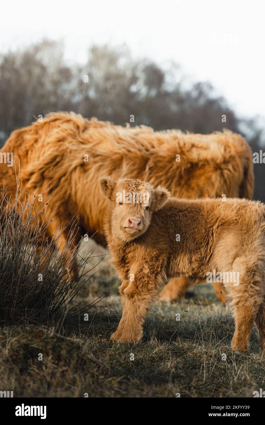 Scottish Higlander Calf Cattle and mother on a field ecological farm  Stock Photo