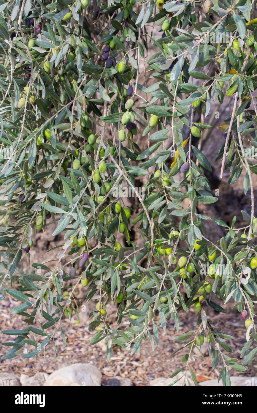 Olives at various stages of readiness on an ancient olive tree in