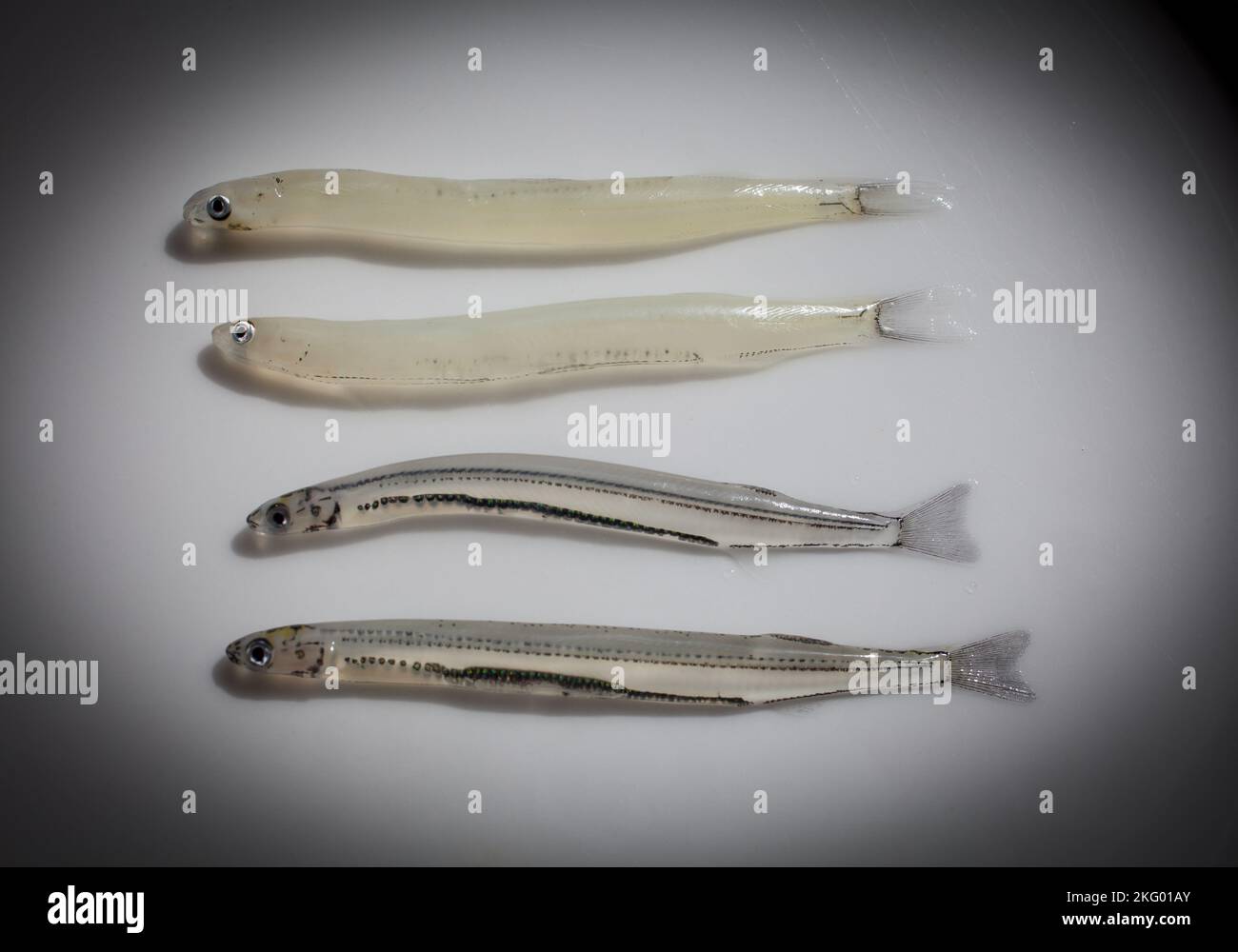 New Zealand Whitebait species two of the six species (Galaxias maculatus) juvenile fishes
