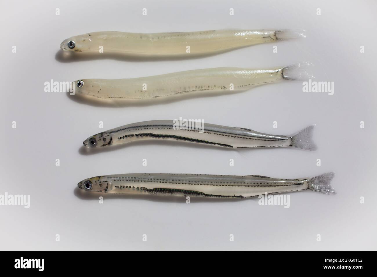 New Zealand Whitebait species two of the six species (Galaxias maculatus) juvenile fishes