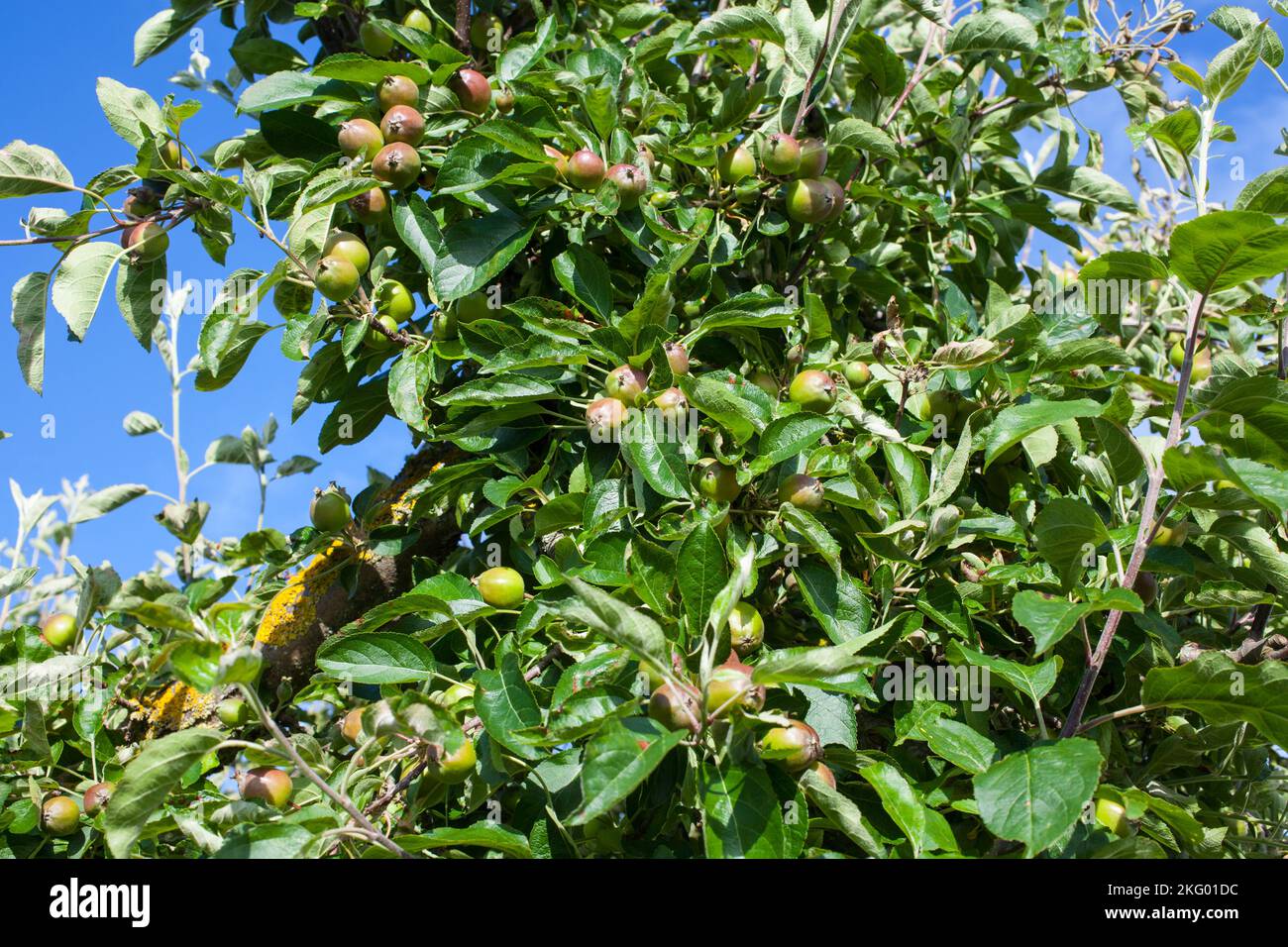 My organic edible garden. Young Braeburn Apples a huge crop this season Stock Photo Alamy