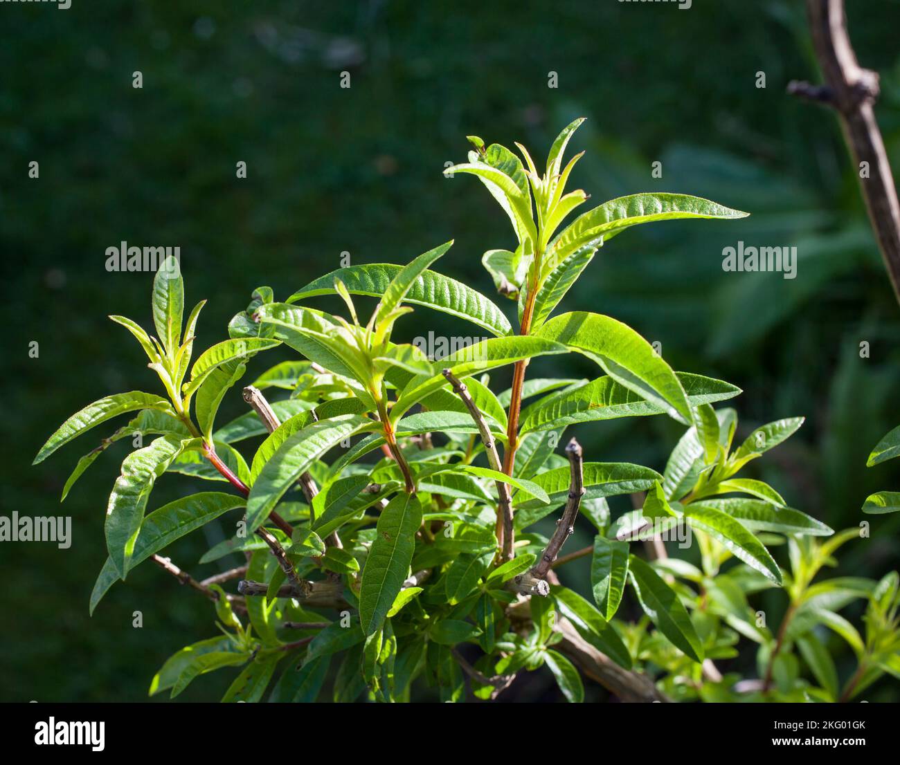 My organic edible garden. Lemon Verbena bush (Aloysia citrodora). A