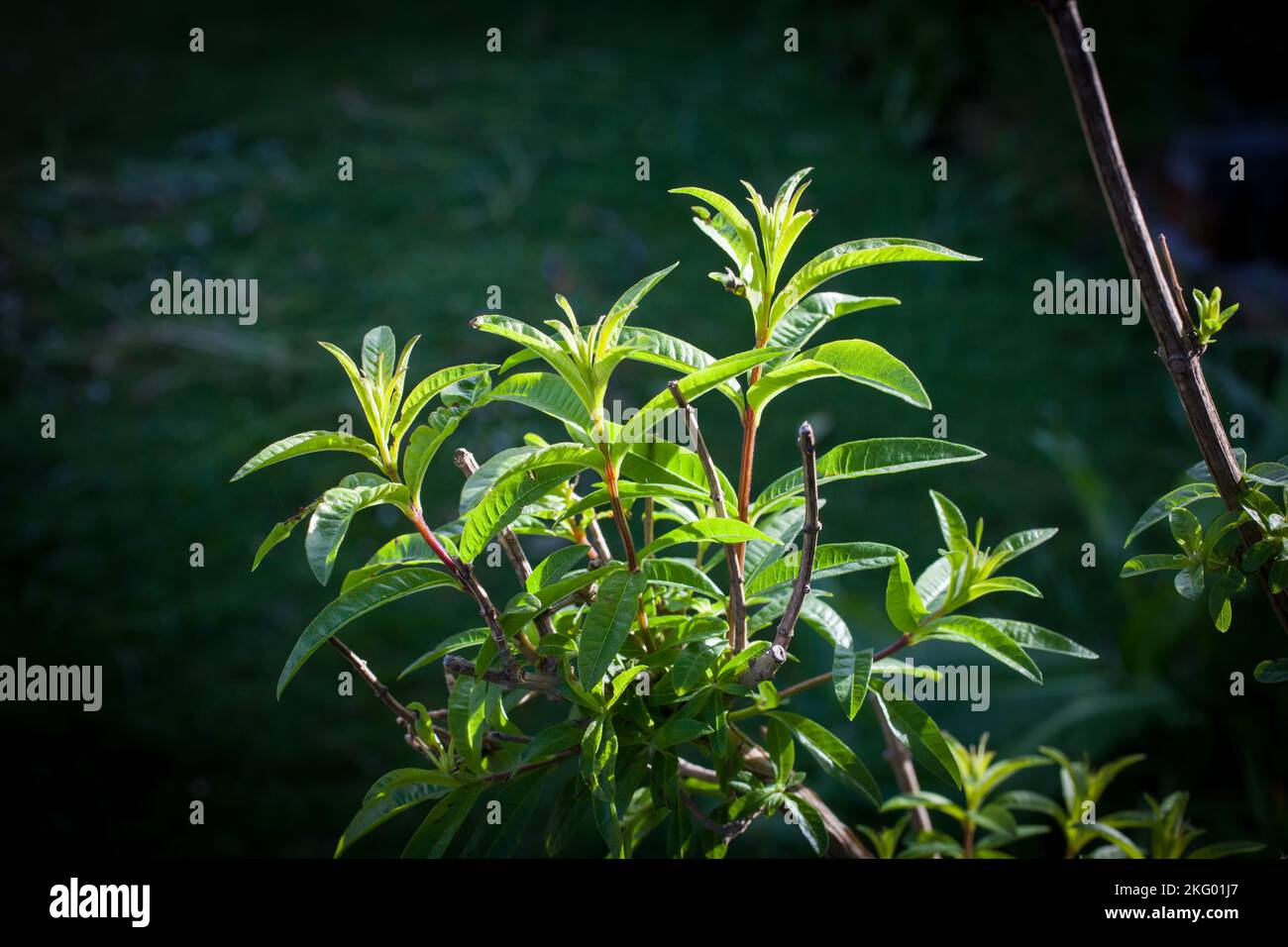 My organic edible garden. Lemon Verbena bush (Aloysia citrodora). A