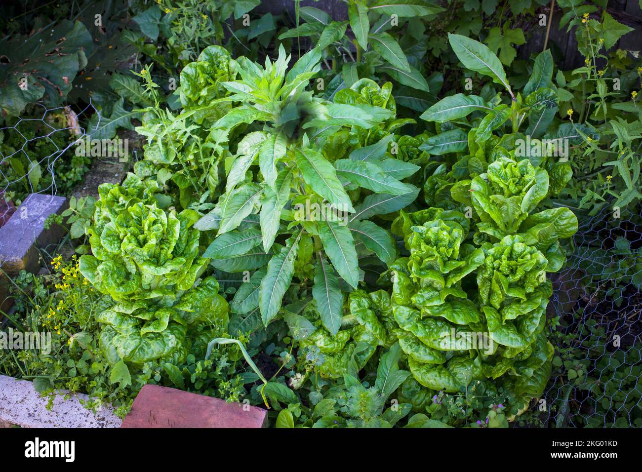 A Look at life in New Zealand. My organic edible garden Buttercrunch