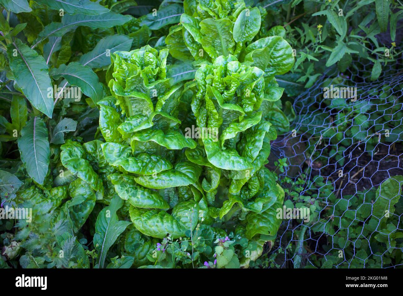 A Look at life in New Zealand. My organic edible garden Buttercrunch