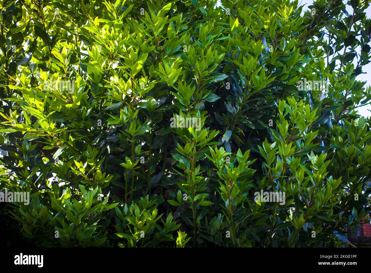 Bay Laurel Tree (Laurus nobilis). An aromatic evergreen tree: culinary herb (Bay Leaves). Stock Photo