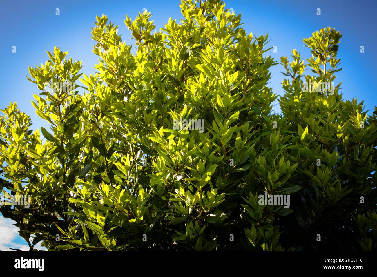 Bay Laurel Tree (Laurus nobilis). An aromatic evergreen tree: culinary herb (Bay Leaves). Stock Photo
