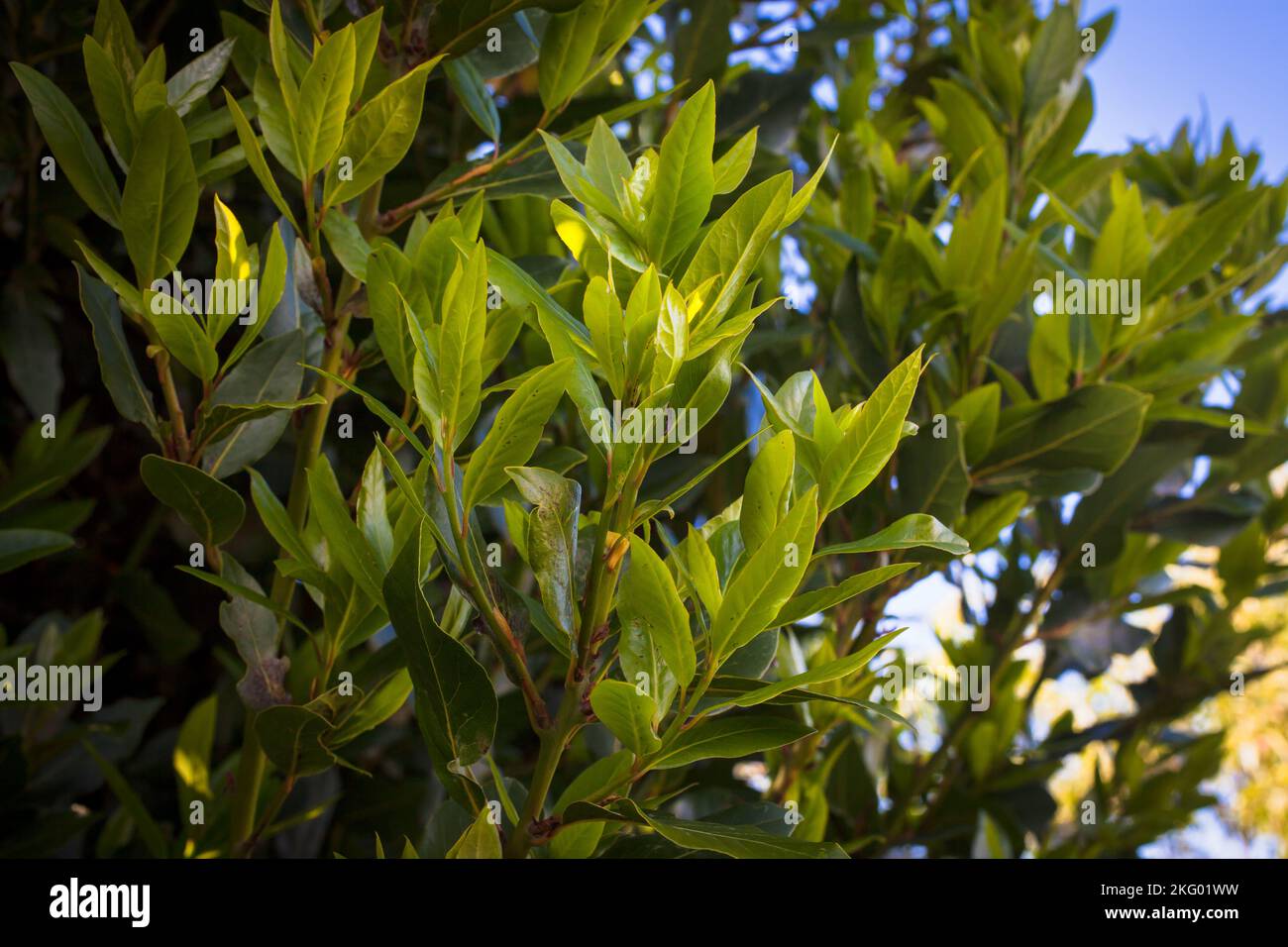 Bay Laurel Tree (Laurus nobilis). An aromatic evergreen tree: culinary herb (Bay Leaves). Stock Photo