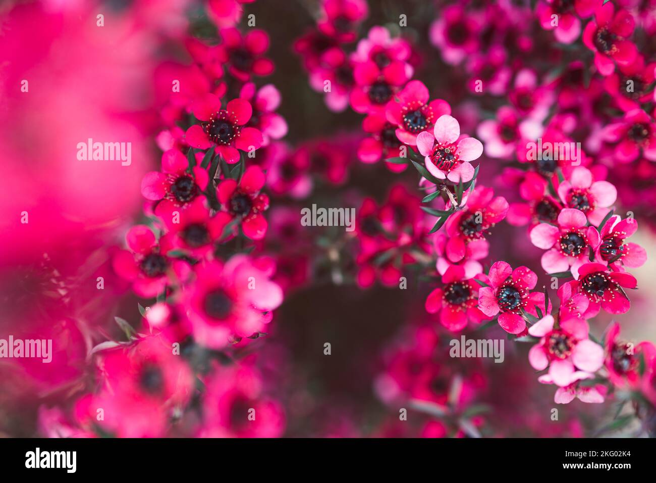 close-up of pink flowers flom a New Zealand Tea Bush plant with dark leaves shot at shallow depth of field Stock Photo