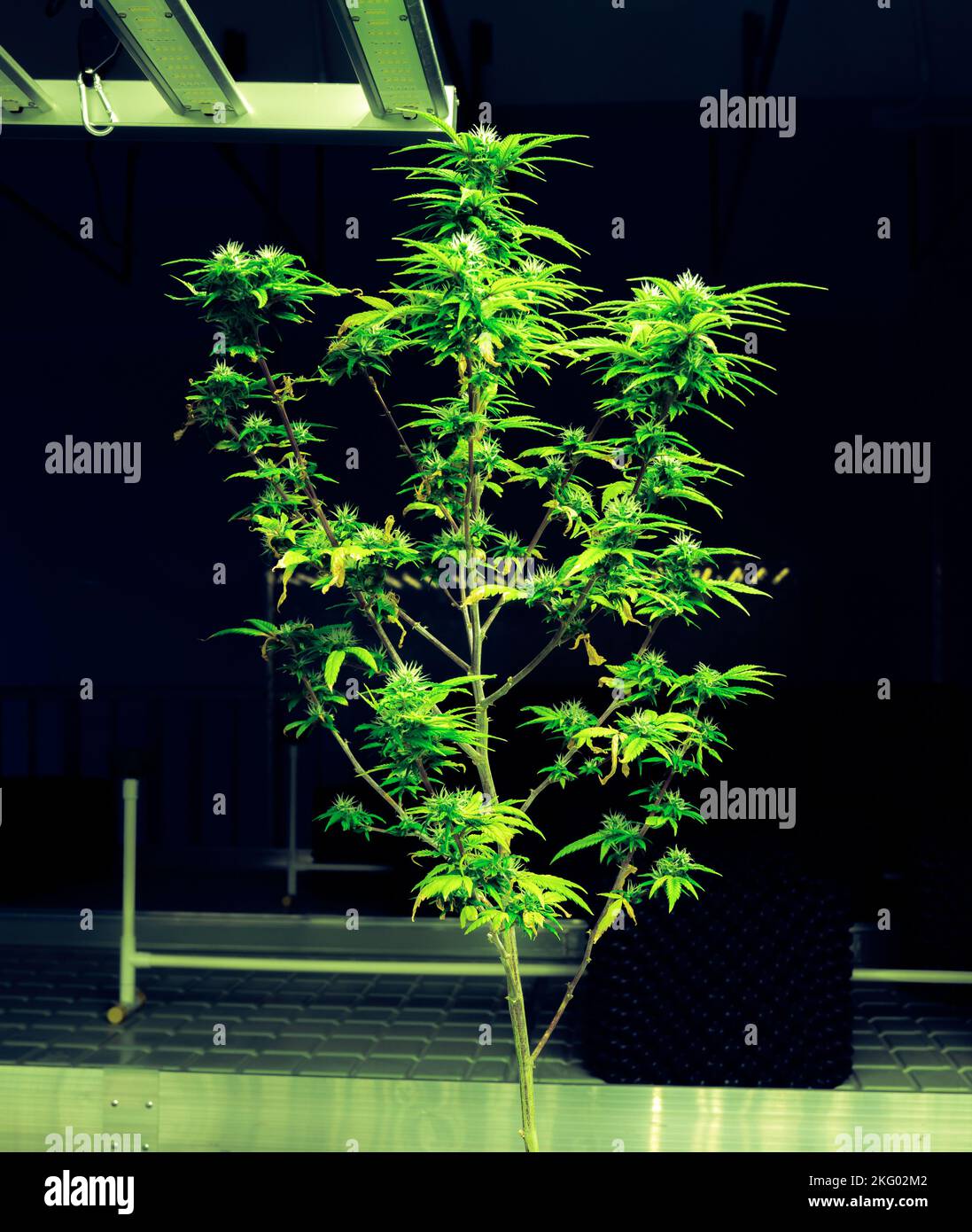 Full grown marijuana plants hi-res stock photography and images - Alamy