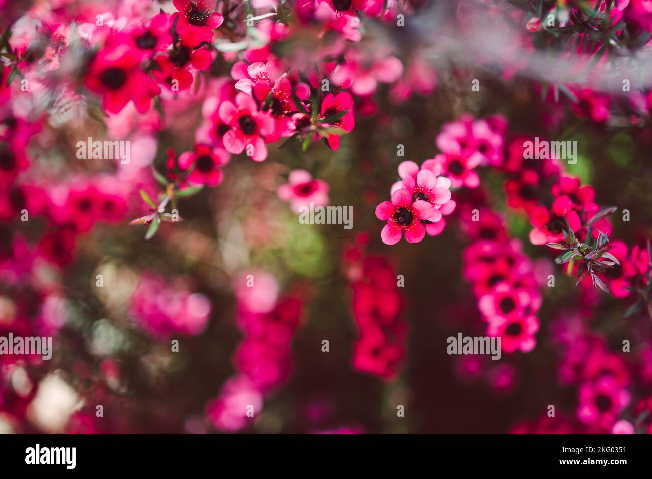 close-up of pink flowers flom a New Zealand Tea Bush plant with dark leaves shot at shallow depth of field Stock Photo
