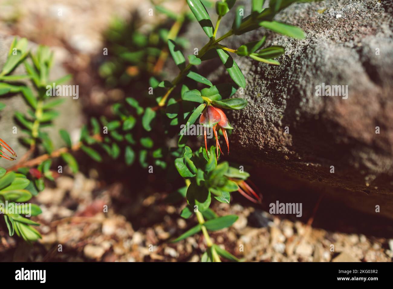 close-up native Australian Darwinia plant also called Mountain Bells outdoor in sunny backyard Stock Photo