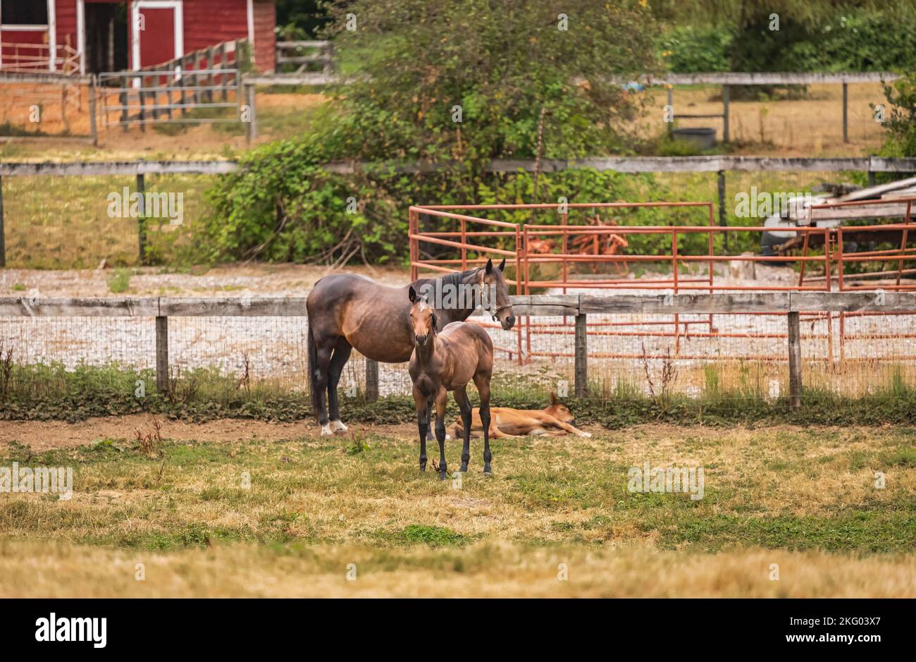 Horses on a farm. Agriculture Landscape With Old Red Barn. Horses in the field. Curious quarter horse foal behind the fence. Nobody, selective focus Stock Photo