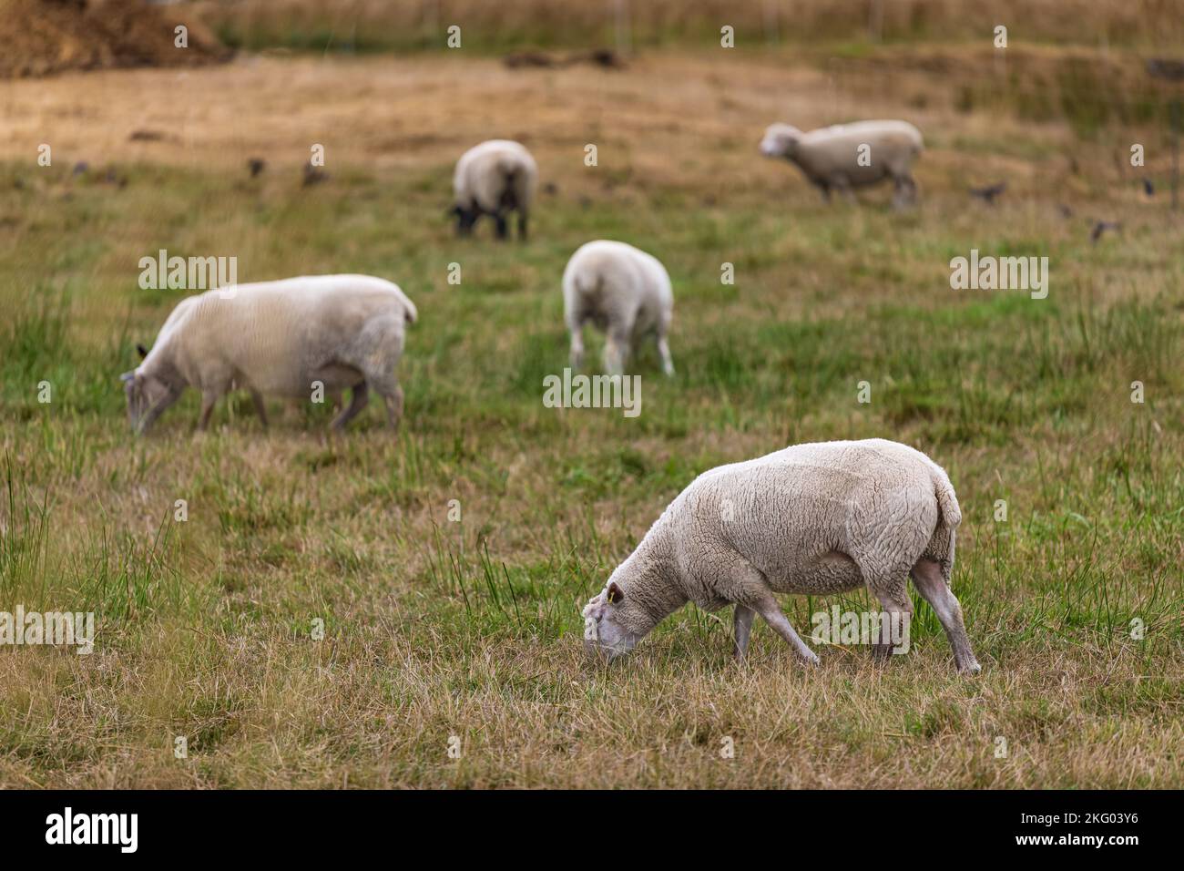 Herd of sheep on green pasture. A group of sheep on a pasture stand next to each other. Sheep graze in the meadow and the concept of economics, agricu Stock Photo