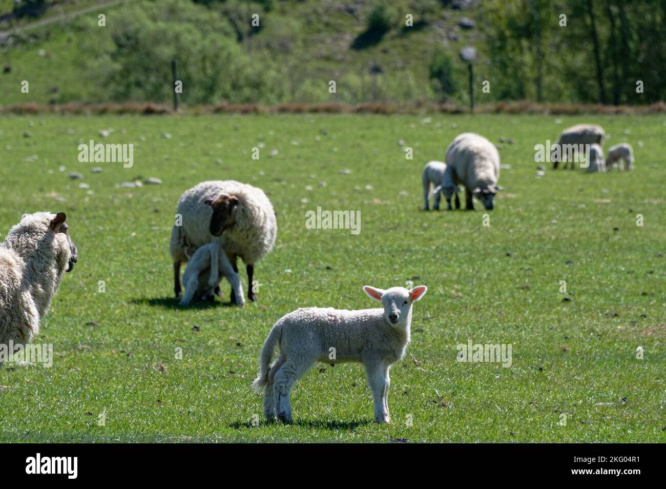 Lambs In Paddock Lambs with their mums hi-res stock photography and images - Alamy