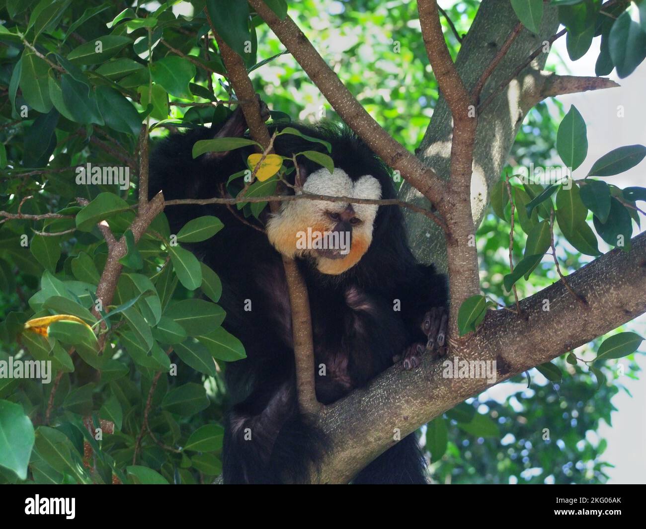 Saki Monkey Stock Photo