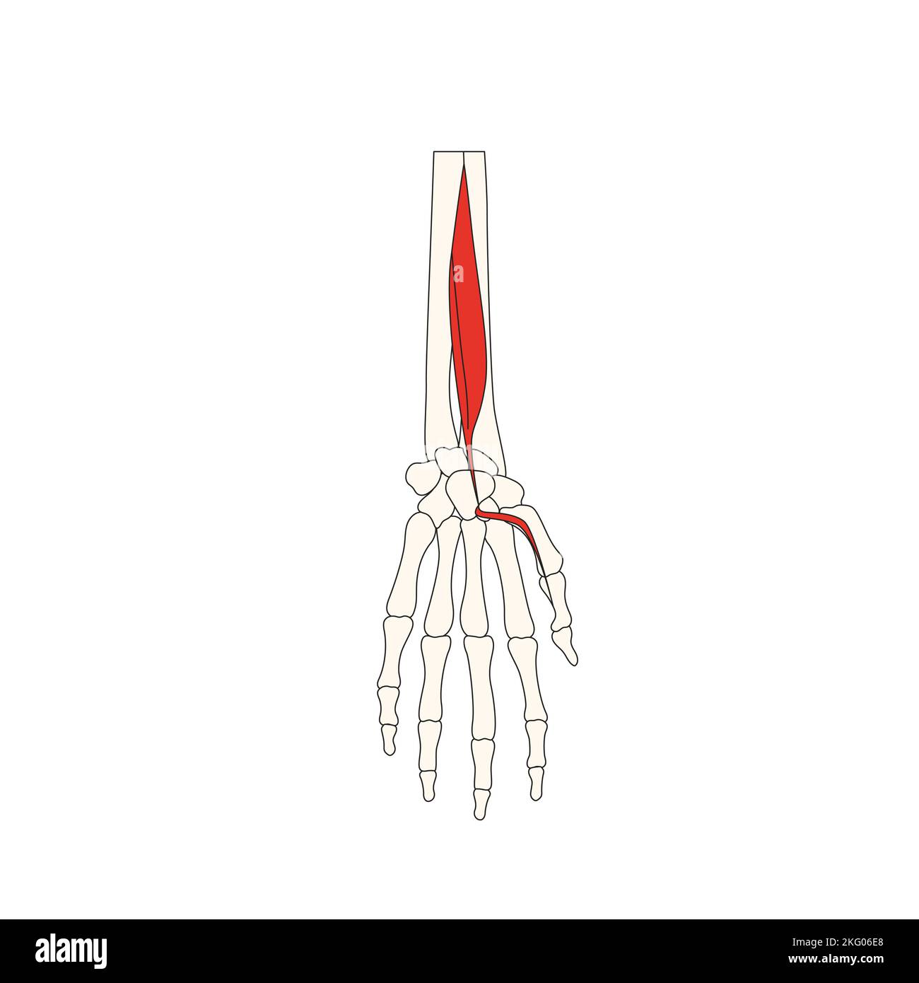 Flexor Hallucis Longus Origin And Insertion