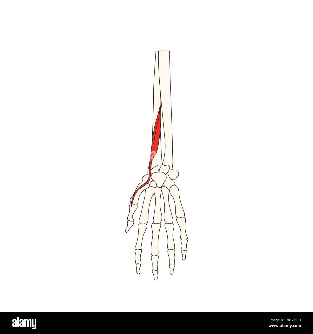 human anatomy drawing muscle extensor hallucis brevis Stock Photo - Alamy