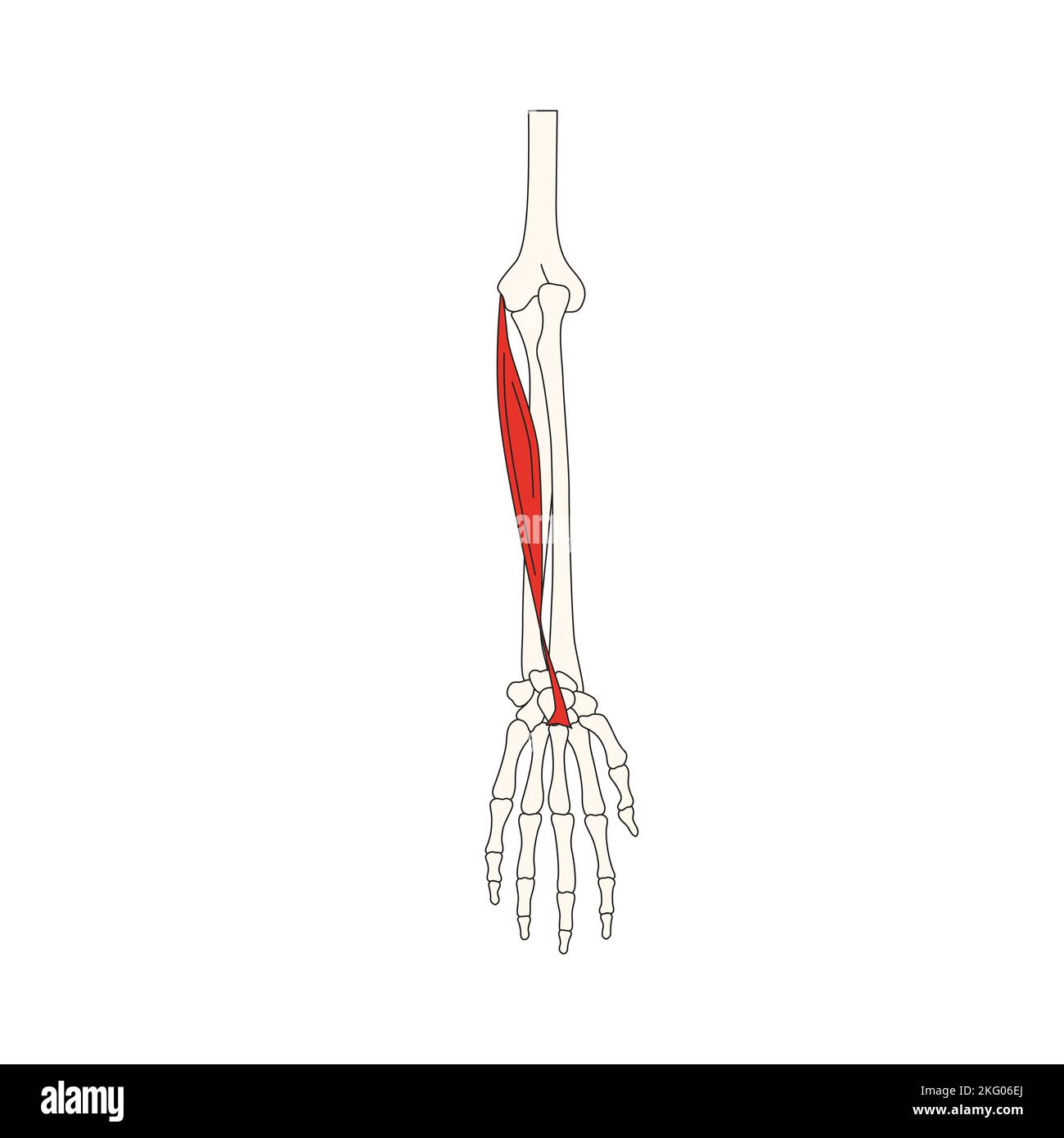 human anatomy drawing flexor carpi radialis Stock Photo