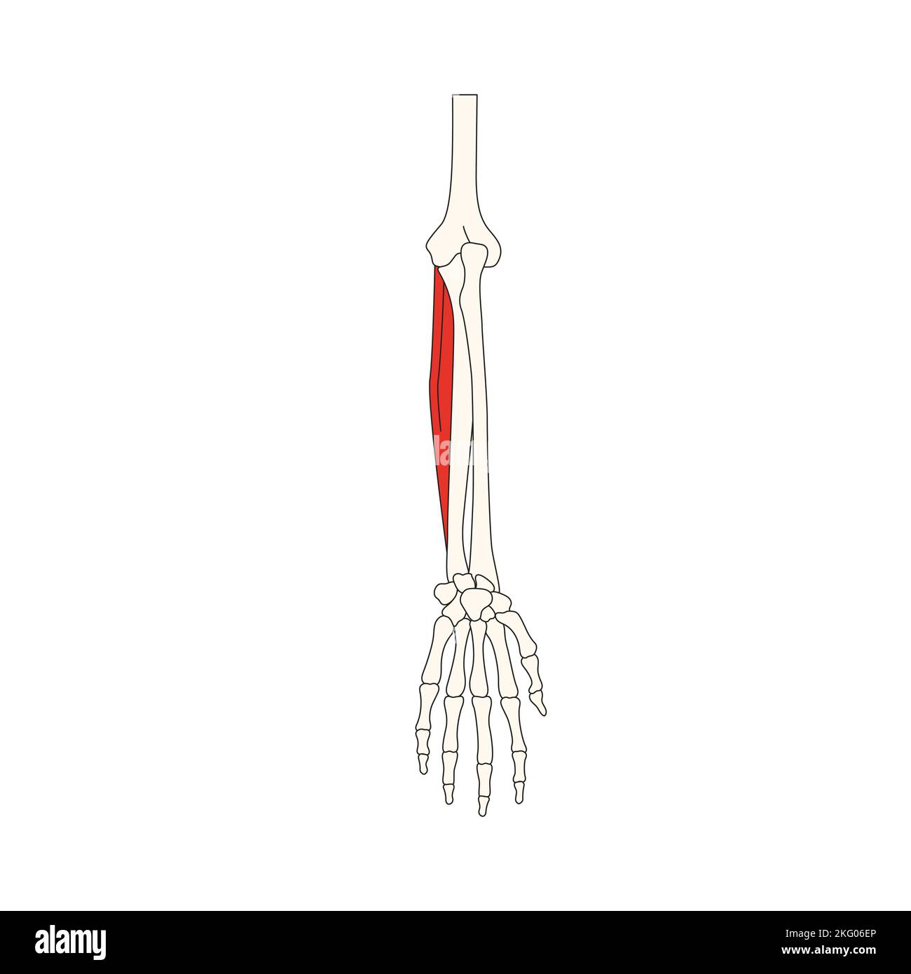 human anatomy drawing flexor carpi ulnaris muscle Stock Photo
