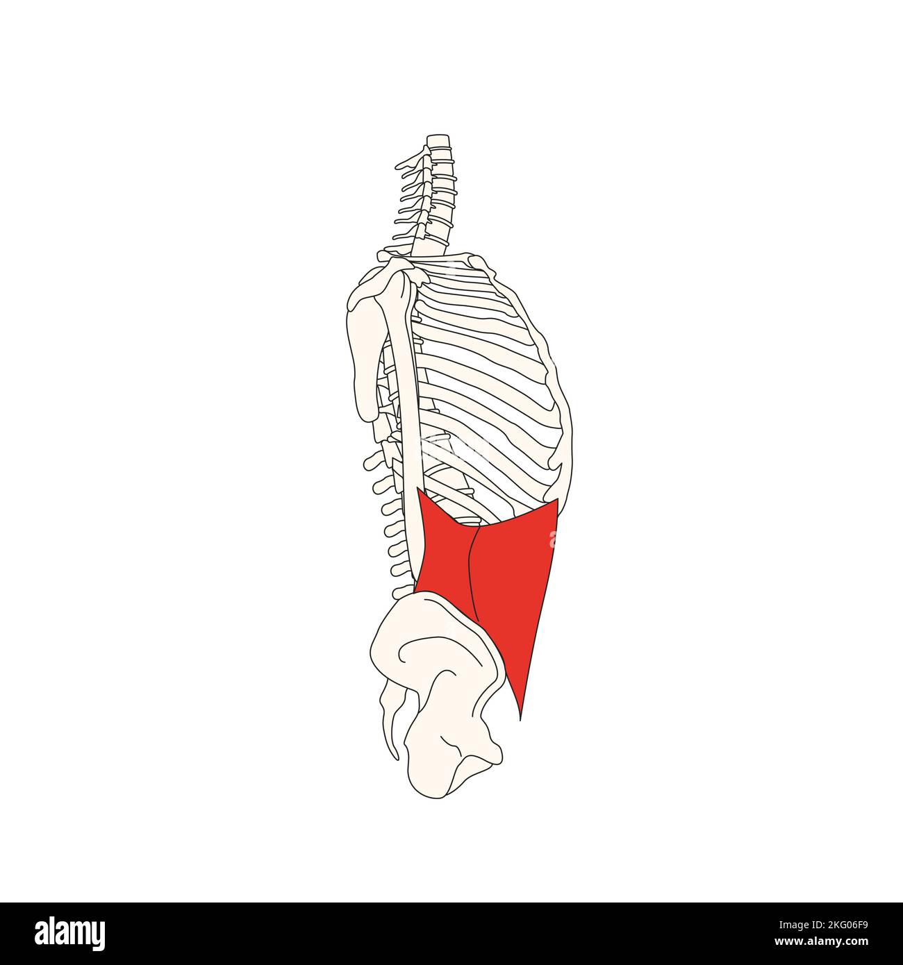 Abdominal anatomy Cut Out Stock Images & Pictures Alamy