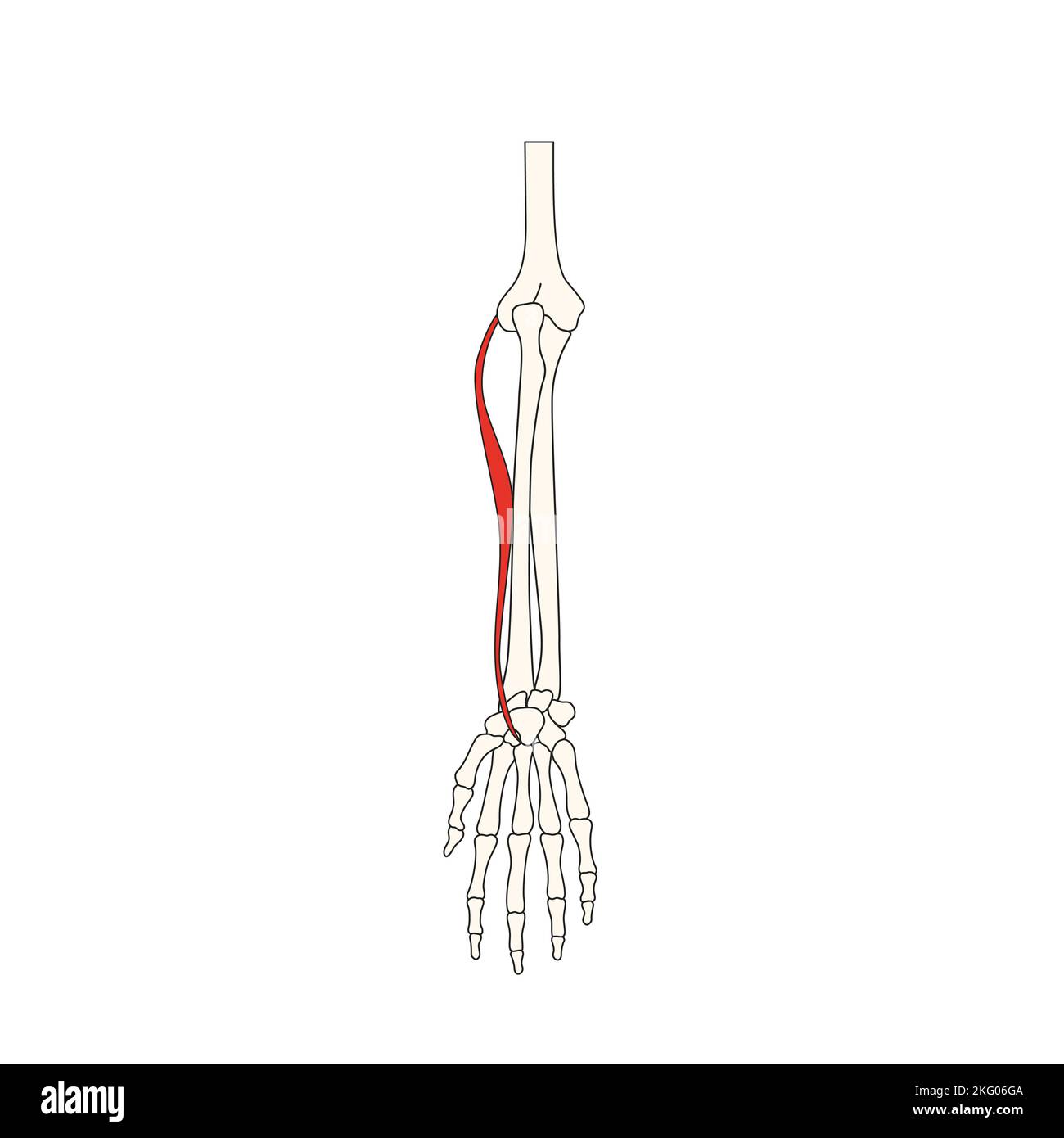 human anatomy drawing muscle extensor carpi radialis brevis Stock Photo