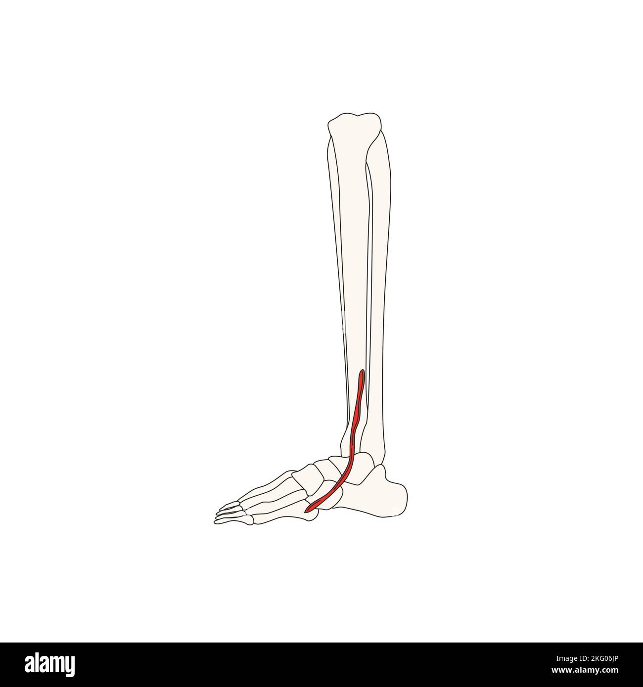 human anatomy drawing peroneus tertius muscle Stock Photo