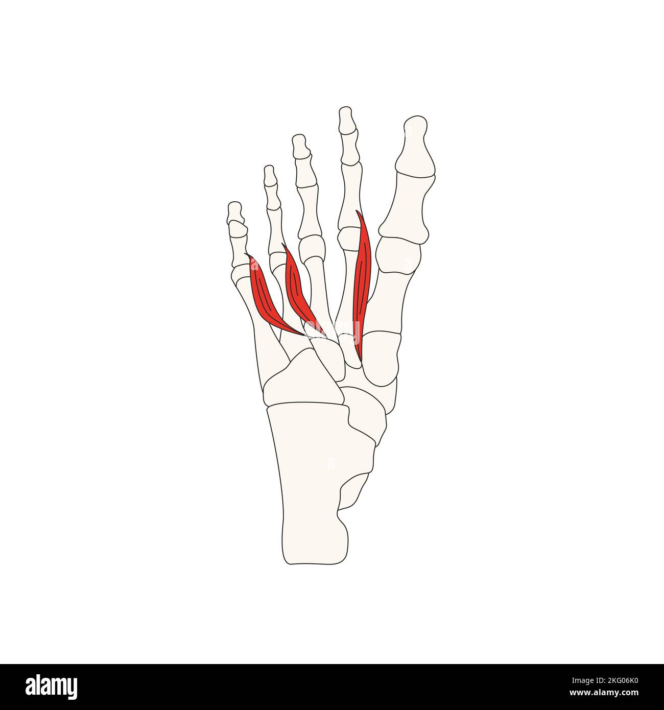 lumbricals and interossei of hand