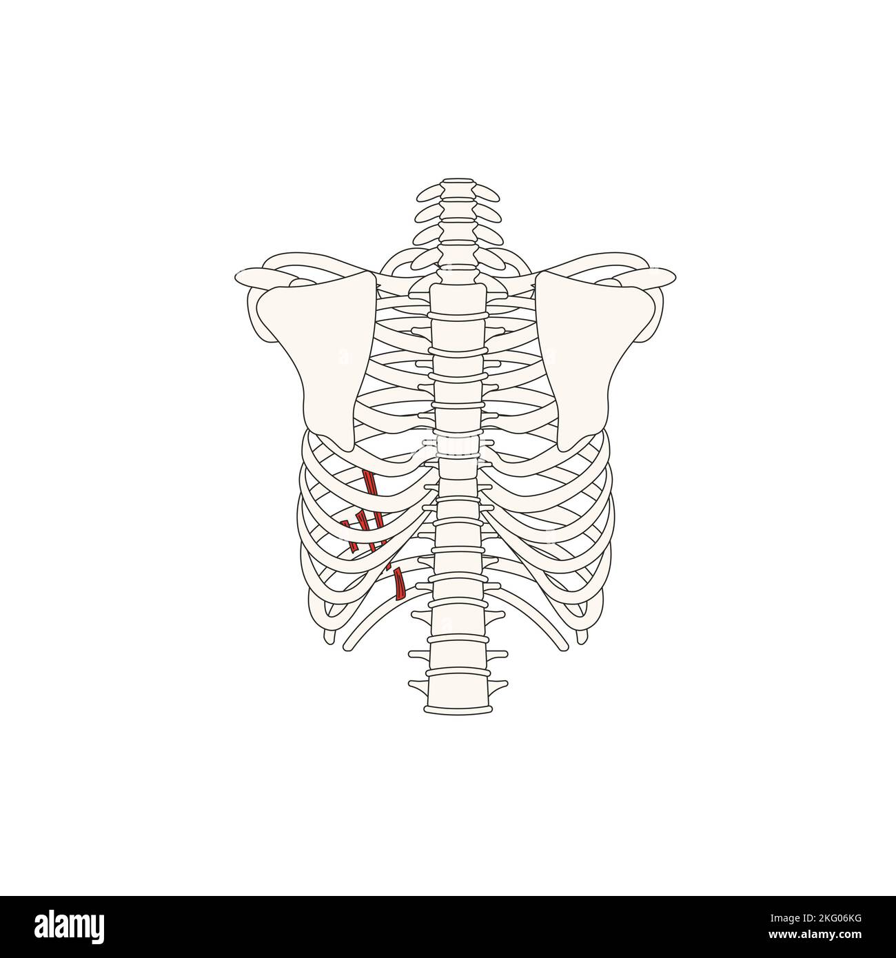 Drawing_subcostal hires stock photography and images Alamy