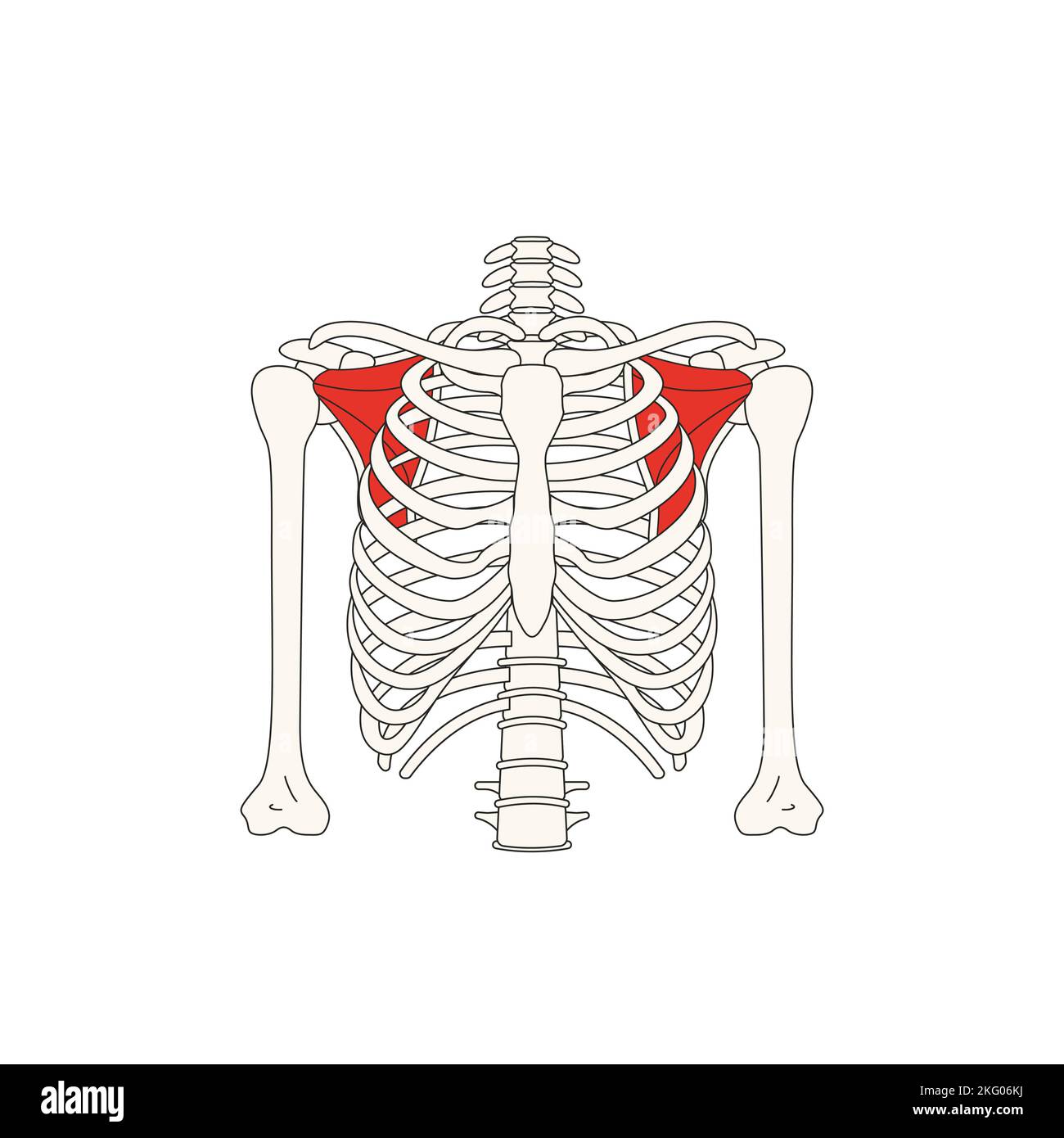 human-anatomy-drawing-muscle-subscapularis-stock-photo-alamy