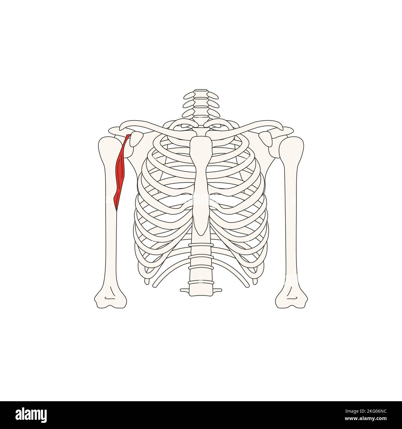 human anatomy drawing coracobrachial muscle Stock Photo Alamy