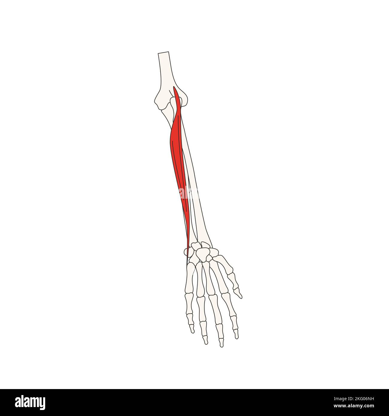 human anatomy drawing extensor carpi ulnaris Stock Photo
