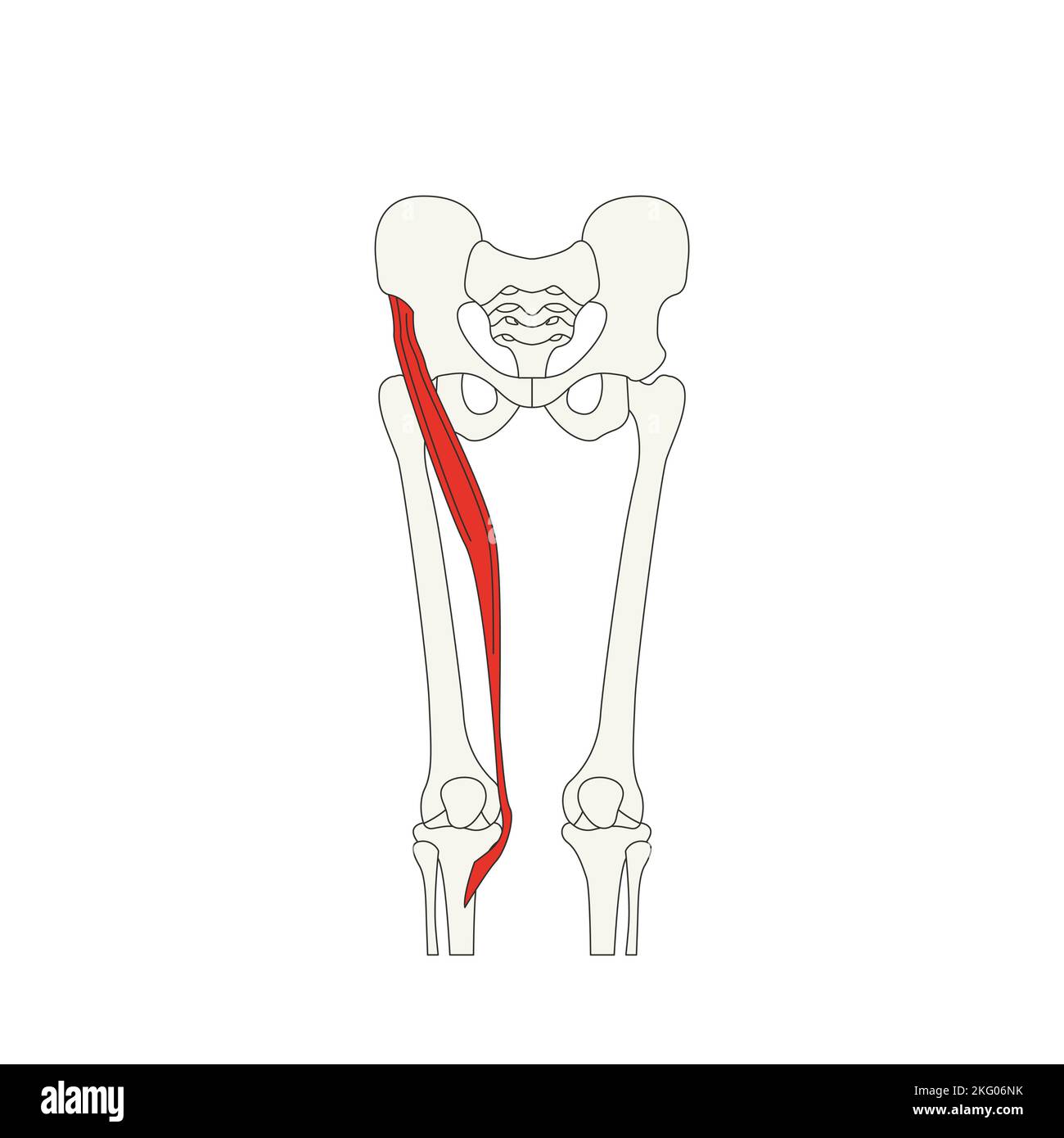 Your Complete Guide To The Sartorius Muscle 