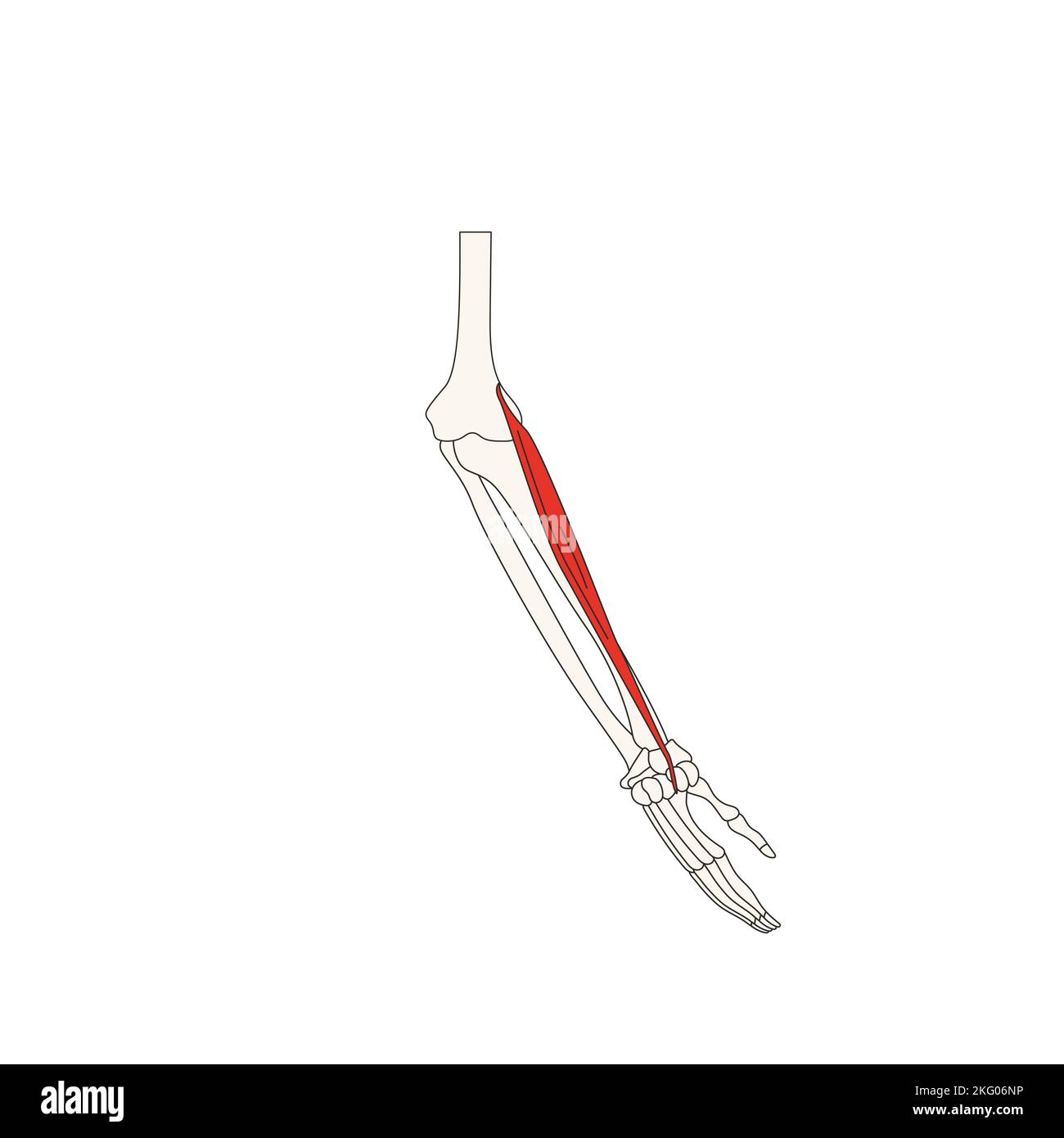 human anatomy drawing extensor carpi radialis longus Stock Photo