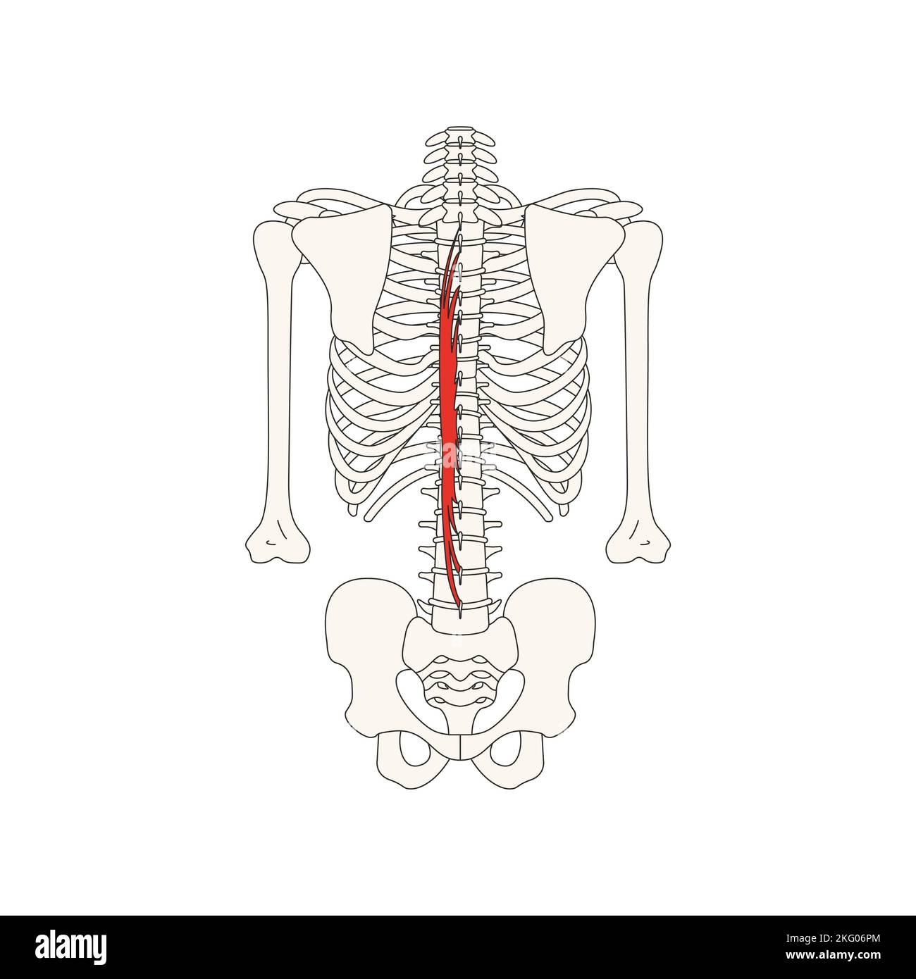human anatomy drawing musculus spinalis dorsi Stock Photo