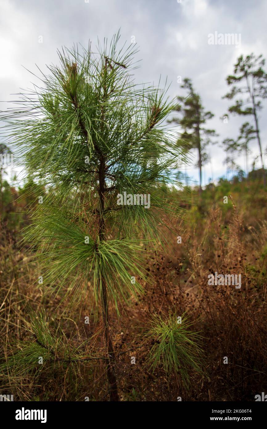 Little pine trees start to grow in a reforestation effort in a woodland