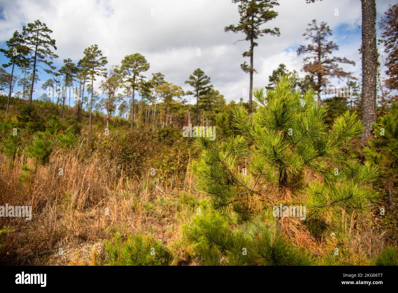 Little pine trees start to grow in a reforestation effort in a woodland