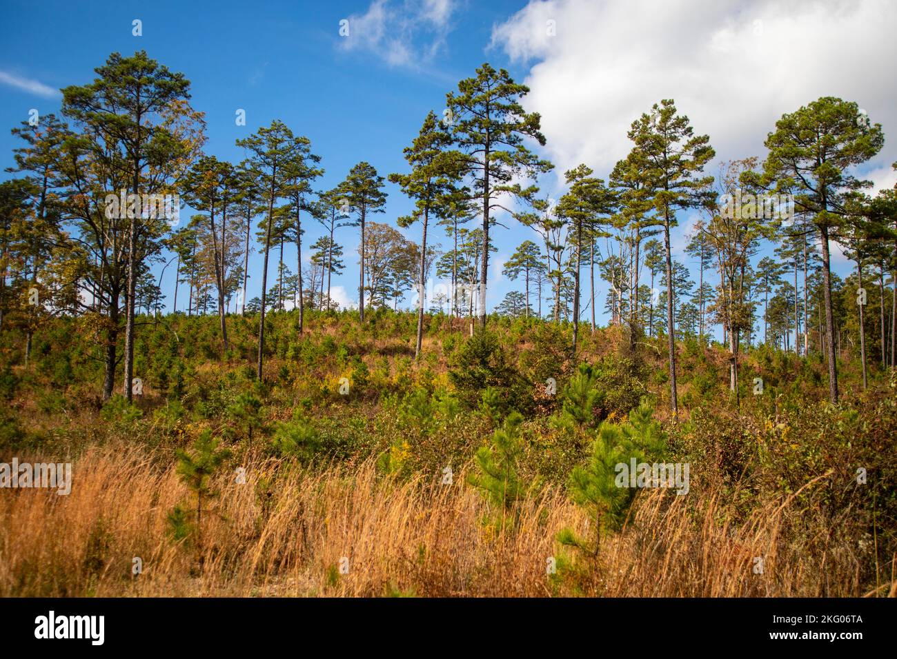 Little pine trees start to grow in a reforestation effort in a woodland