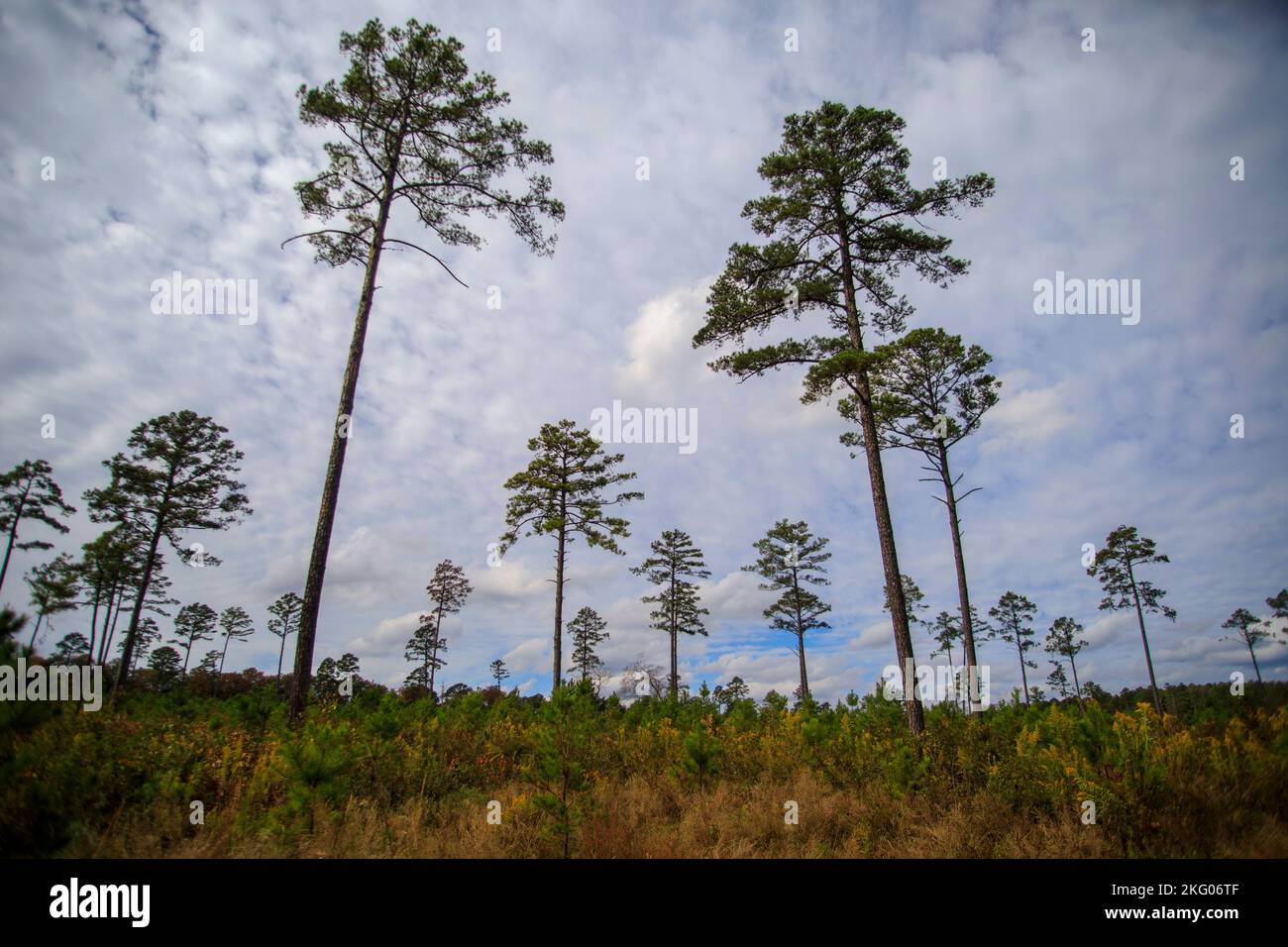 Little pine trees start to grow in a reforestation effort in a woodland
