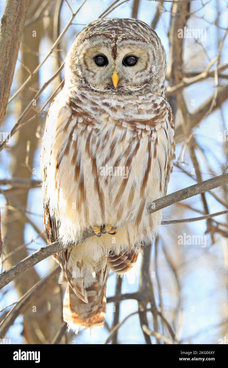 Barred Owl standing on a tree branch in the forest with blue sky background, Quebec, Canada Stock Photo