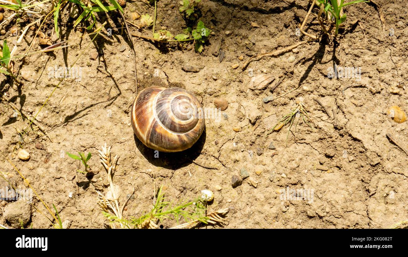 Brown grape snail lies on the background of a mesk of grass Stock Photo