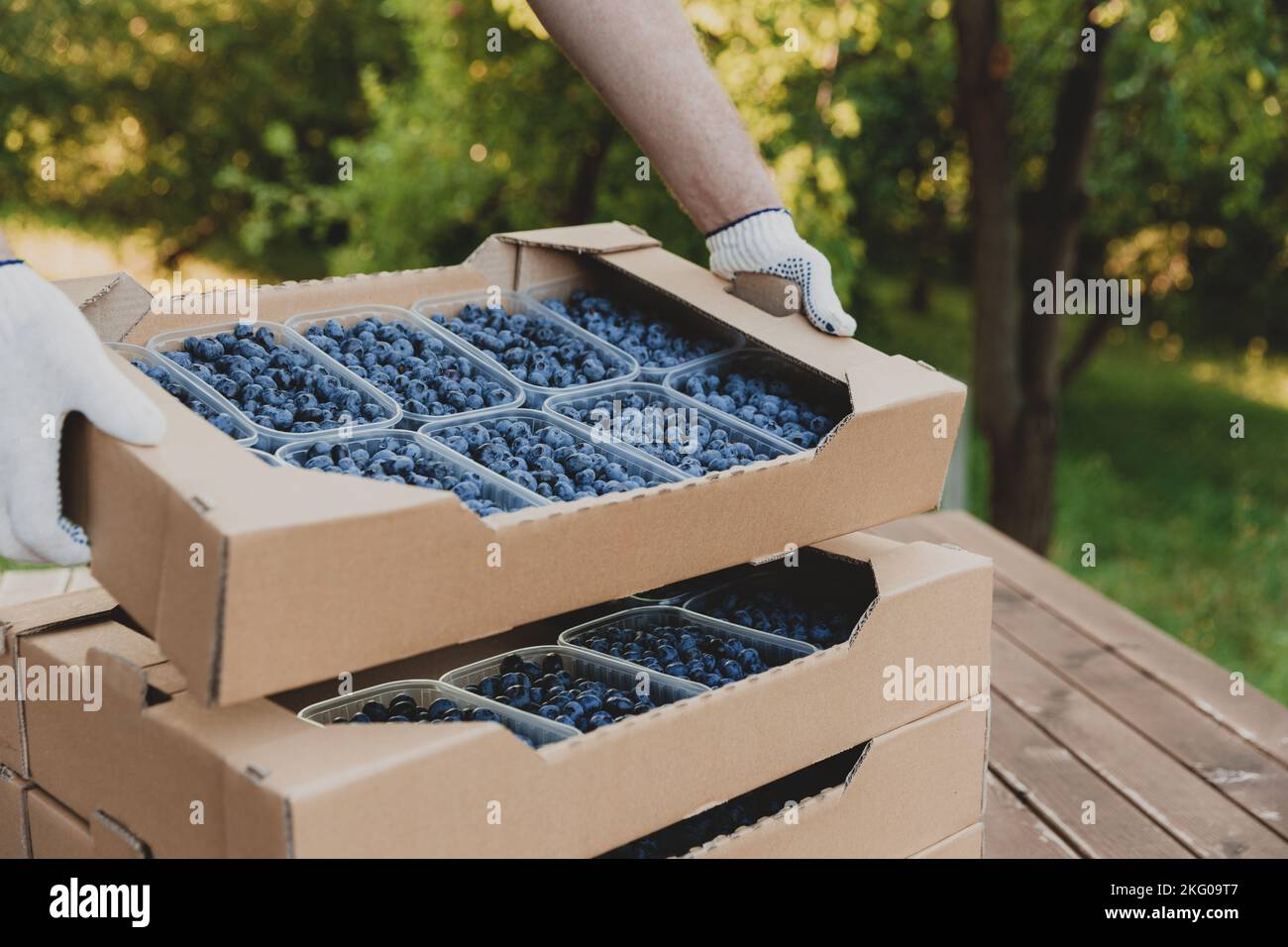 Male hand taking blueberry berry hi-res stock photography and images ...