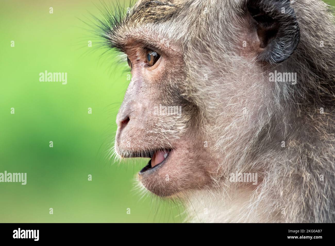 Monkey in Bali, Indonesia Stock Photo